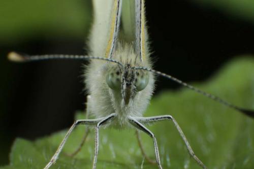 Cabbage white butterfly